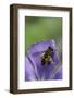 Helophilus Pendulus (Hoverfly, Sun Fly) - Cleaning Itself-Paul Starosta-Framed Photographic Print