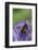 Helophilus Pendulus (Hoverfly, Sun Fly) - Cleaning Itself-Paul Starosta-Framed Photographic Print