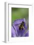 Helophilus Pendulus (Hoverfly, Sun Fly) - Cleaning Itself-Paul Starosta-Framed Photographic Print