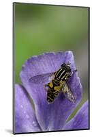 Helophilus Pendulus (Hoverfly, Sun Fly) - Cleaning Itself-Paul Starosta-Mounted Photographic Print