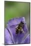 Helophilus Pendulus (Hoverfly, Sun Fly) - Cleaning Itself-Paul Starosta-Mounted Photographic Print