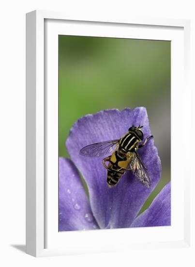 Helophilus Pendulus (Hoverfly, Sun Fly) - Cleaning Itself-Paul Starosta-Framed Photographic Print