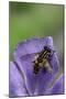 Helophilus Pendulus (Hoverfly, Sun Fly) - Cleaning Itself-Paul Starosta-Mounted Photographic Print