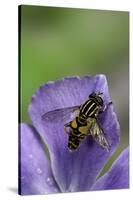 Helophilus Pendulus (Hoverfly, Sun Fly) - Cleaning Itself-Paul Starosta-Stretched Canvas