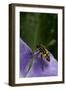Helophilus Pendulus (Hoverfly, Sun Fly) - Flying Away-Paul Starosta-Framed Photographic Print