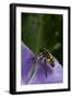 Helophilus Pendulus (Hoverfly, Sun Fly) - Flying Away-Paul Starosta-Framed Photographic Print