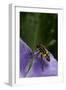 Helophilus Pendulus (Hoverfly, Sun Fly) - Flying Away-Paul Starosta-Framed Photographic Print