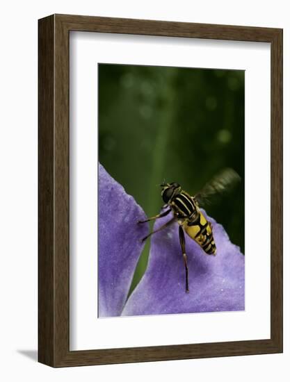 Helophilus Pendulus (Hoverfly, Sun Fly) - Flying Away-Paul Starosta-Framed Photographic Print