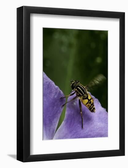 Helophilus Pendulus (Hoverfly, Sun Fly) - Flying Away-Paul Starosta-Framed Photographic Print