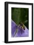 Helophilus Pendulus (Hoverfly, Sun Fly) - Flying Away-Paul Starosta-Framed Photographic Print