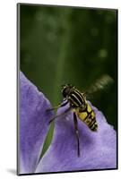 Helophilus Pendulus (Hoverfly, Sun Fly) - Flying Away-Paul Starosta-Mounted Photographic Print