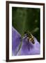 Helophilus Pendulus (Hoverfly, Sun Fly) - Flying Away-Paul Starosta-Framed Photographic Print