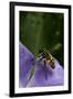 Helophilus Pendulus (Hoverfly, Sun Fly) - Flying Away-Paul Starosta-Framed Photographic Print