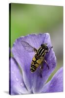 Helophilus Pendulus (Hoverfly, Sun Fly)-Paul Starosta-Stretched Canvas