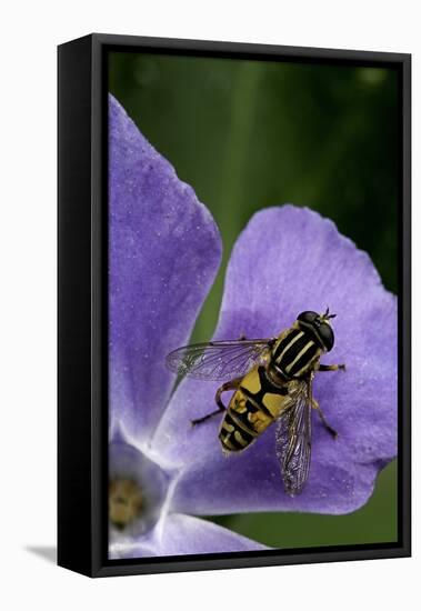 Helophilus Pendulus (Hoverfly, Sun Fly)-Paul Starosta-Framed Stretched Canvas