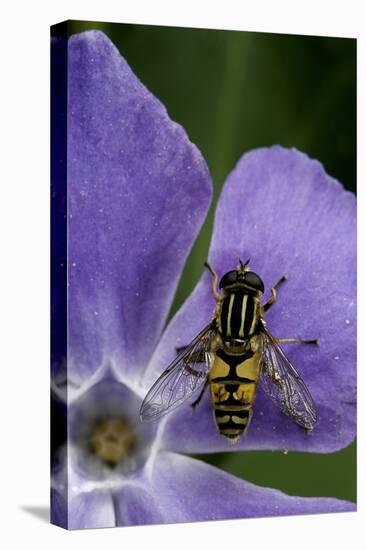 Helophilus Pendulus (Hoverfly, Sun Fly)-Paul Starosta-Stretched Canvas