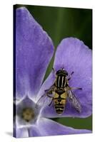 Helophilus Pendulus (Hoverfly, Sun Fly)-Paul Starosta-Stretched Canvas