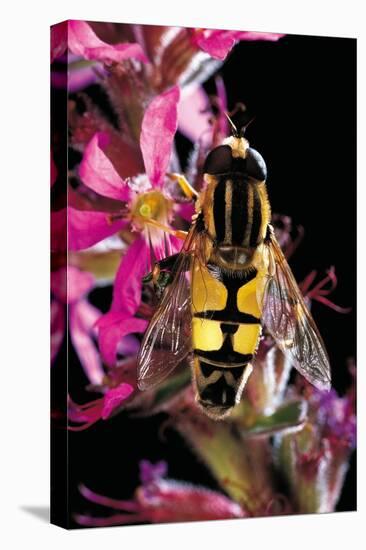 Helophilus Pendulus (Hoverfly, Sun Fly)-Paul Starosta-Stretched Canvas