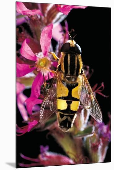 Helophilus Pendulus (Hoverfly, Sun Fly)-Paul Starosta-Mounted Premium Photographic Print