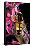 Helophilus Pendulus (Hoverfly, Sun Fly)-Paul Starosta-Framed Stretched Canvas