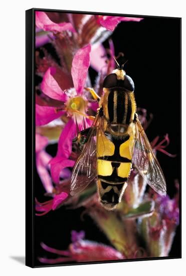 Helophilus Pendulus (Hoverfly, Sun Fly)-Paul Starosta-Framed Stretched Canvas