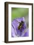 Helophilus Pendulus (Hoverfly, Sun Fly)-Paul Starosta-Framed Photographic Print