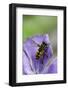 Helophilus Pendulus (Hoverfly, Sun Fly)-Paul Starosta-Framed Photographic Print