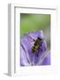 Helophilus Pendulus (Hoverfly, Sun Fly)-Paul Starosta-Framed Photographic Print