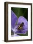 Helophilus Pendulus (Hoverfly, Sun Fly)-Paul Starosta-Framed Photographic Print