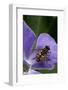 Helophilus Pendulus (Hoverfly, Sun Fly)-Paul Starosta-Framed Photographic Print