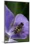 Helophilus Pendulus (Hoverfly, Sun Fly)-Paul Starosta-Mounted Photographic Print