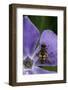 Helophilus Pendulus (Hoverfly, Sun Fly)-Paul Starosta-Framed Photographic Print