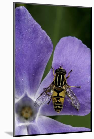Helophilus Pendulus (Hoverfly, Sun Fly)-Paul Starosta-Mounted Photographic Print