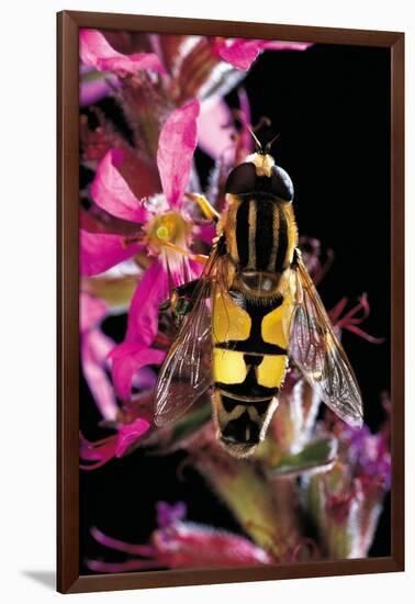 Helophilus Pendulus (Hoverfly, Sun Fly)-Paul Starosta-Framed Photographic Print