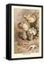 Helvella Crispa-William Hamilton Gibson-Framed Stretched Canvas