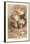 Helvella Crispa-William Hamilton Gibson-Framed Stretched Canvas