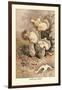 Helvella Crispa-William Hamilton Gibson-Framed Art Print