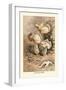 Helvella Crispa-William Hamilton Gibson-Framed Art Print