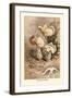 Helvella Crispa-William Hamilton Gibson-Framed Art Print