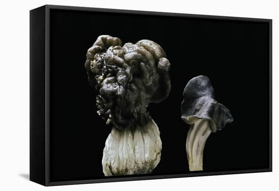 Helvella Lacunosa (Elfin Saddle, Slate Grey Saddle)-Paul Starosta-Framed Stretched Canvas