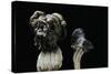 Helvella Lacunosa (Elfin Saddle, Slate Grey Saddle)-Paul Starosta-Stretched Canvas