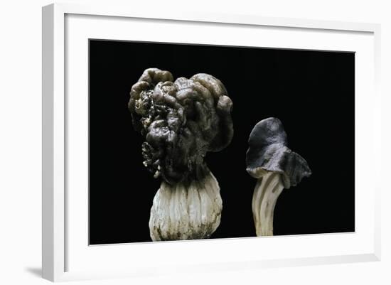 Helvella Lacunosa (Elfin Saddle, Slate Grey Saddle)-Paul Starosta-Framed Photographic Print