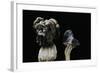 Helvella Lacunosa (Elfin Saddle, Slate Grey Saddle)-Paul Starosta-Framed Photographic Print