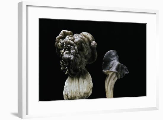 Helvella Lacunosa (Elfin Saddle, Slate Grey Saddle)-Paul Starosta-Framed Photographic Print