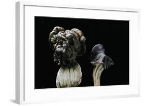 Helvella Lacunosa (Elfin Saddle, Slate Grey Saddle)-Paul Starosta-Framed Photographic Print