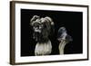 Helvella Lacunosa (Elfin Saddle, Slate Grey Saddle)-Paul Starosta-Framed Photographic Print