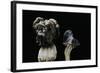 Helvella Lacunosa (Elfin Saddle, Slate Grey Saddle)-Paul Starosta-Framed Photographic Print