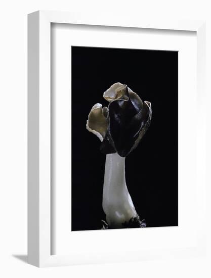 Helvella Monachella (Elfin Saddle)-Paul Starosta-Framed Photographic Print