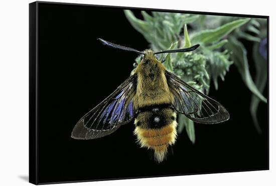 Hemaris Tityus (Narrow-Bordered Bee Hawk-Moth)-Paul Starosta-Framed Stretched Canvas