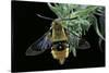 Hemaris Tityus (Narrow-Bordered Bee Hawk-Moth)-Paul Starosta-Stretched Canvas